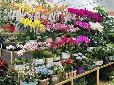 春風(fēng)有信花為禮 婦女節(jié)濟(jì)南鮮花銷售持續(xù)升溫，禮品花卉受熱捧